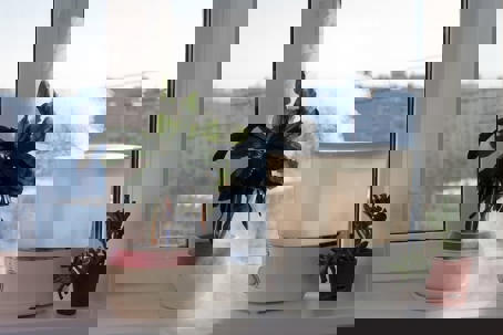 Humidifier with plants beside it