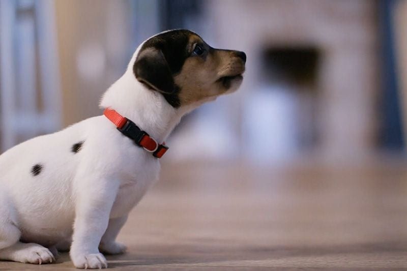 Video - Does Indoor Air Quality Affect My Pet? Image of small puppy.